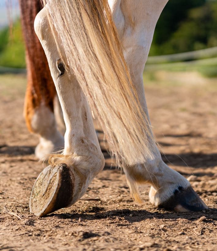 Comment choisir un soin du sabot pour mon cheval ? - Blog Equestra
