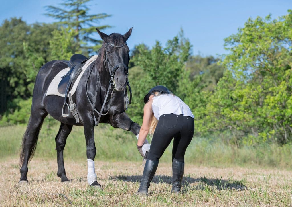 Viagens longas e rotina de atleta: como é a preparação dos cavalos