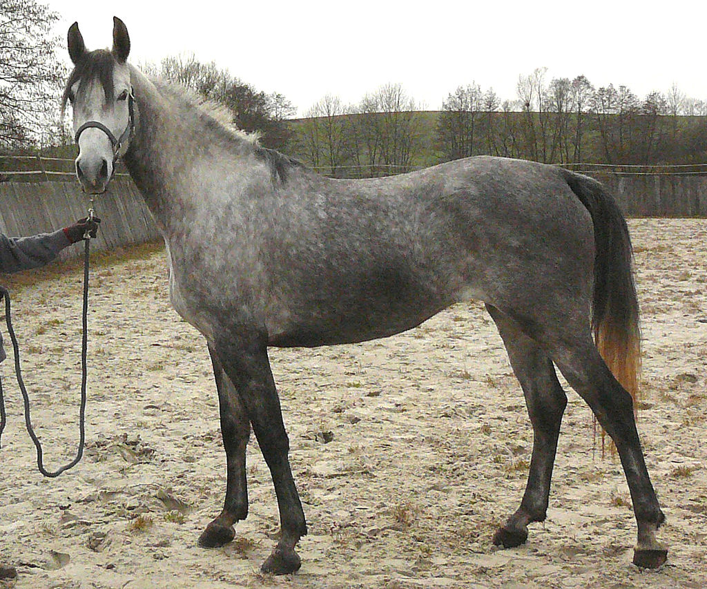 The Shagya Arabian Horse - Royal Horse