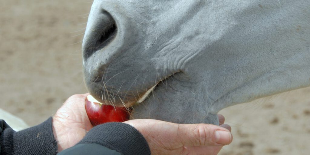 Sachet de bonbons pour chevaux - divers goûts