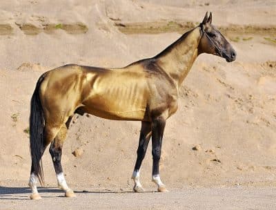 The Akhal Tek horse Royal Horse