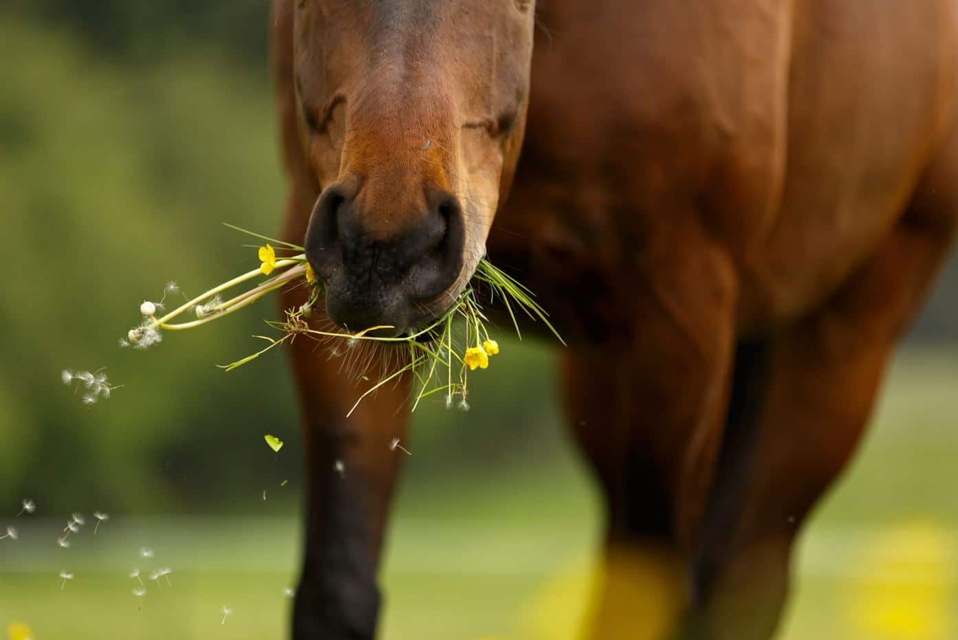 Você sabia que existem plantas que são tóxicas para os cavalos?