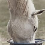Les 10 meilleures applications du monde du cheval - Royal Horse