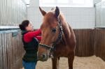 horse care