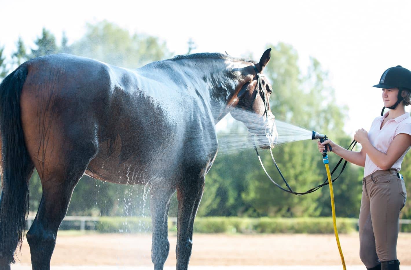 Tudo saber sobre a dermatite de quartela de cavalo - Royal Horse