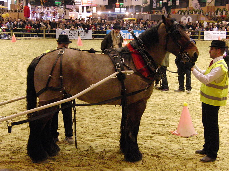 The Nord draft horse - Royal Horse